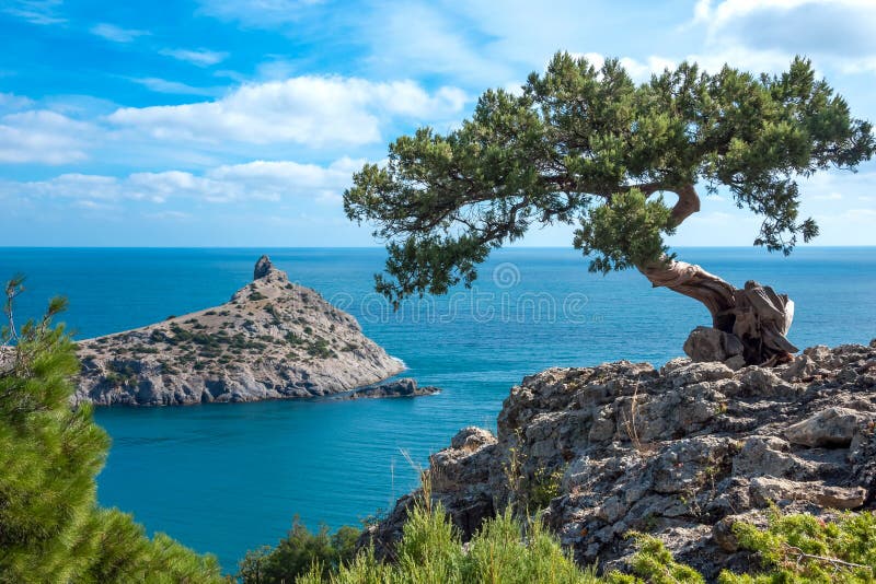 Crimean sörja på en klippa som förbiser havet arkivfoto Crimean sörja på en klippa som förbiser havet arkivfoto