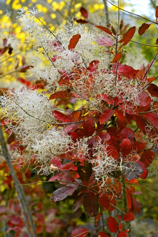 Antastic forest with Cotinus coggygria. Autumn leaves. Crimea. Antastic forest with Cotinus coggygria. Autumn leaves. Crimea