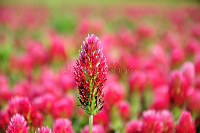 Crimson clover.
