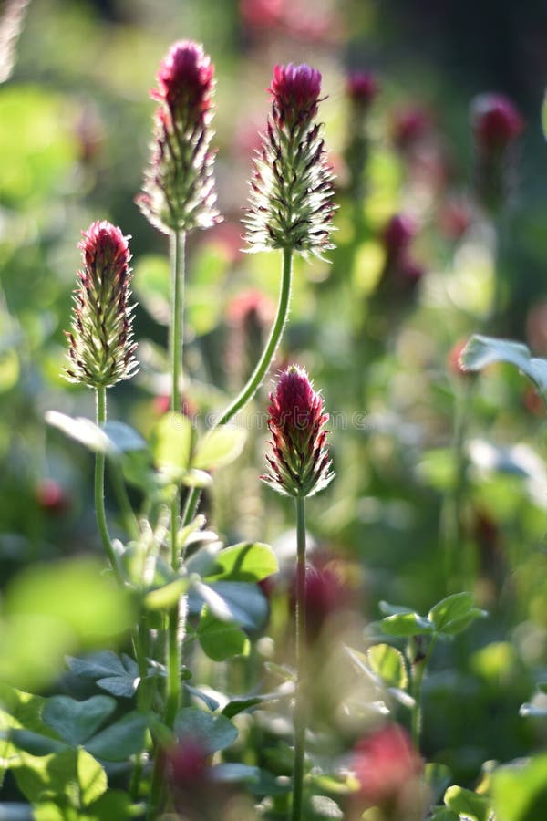 Crimson Clover (Trifolium Incarnatum) Stock Photo Image of