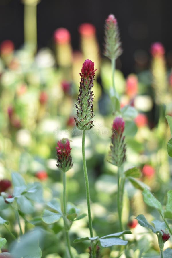 Crimson Clover (Trifolium Incarnatum) Stock Photo Image of