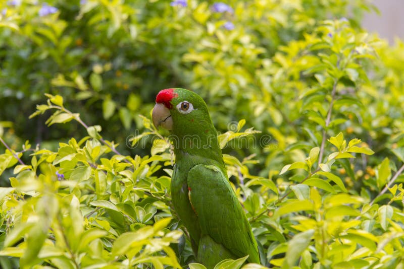 Crimson-fronted Parakeet in Costa Rica royalty free stock image