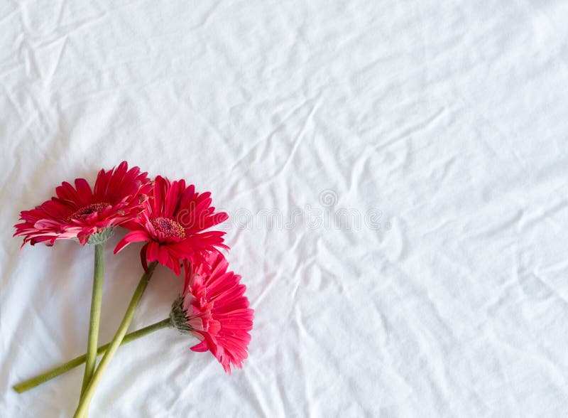 Crimson gerberas on a white tablecloth stock photo Crimson gerberas on a white tablecloth stock photo