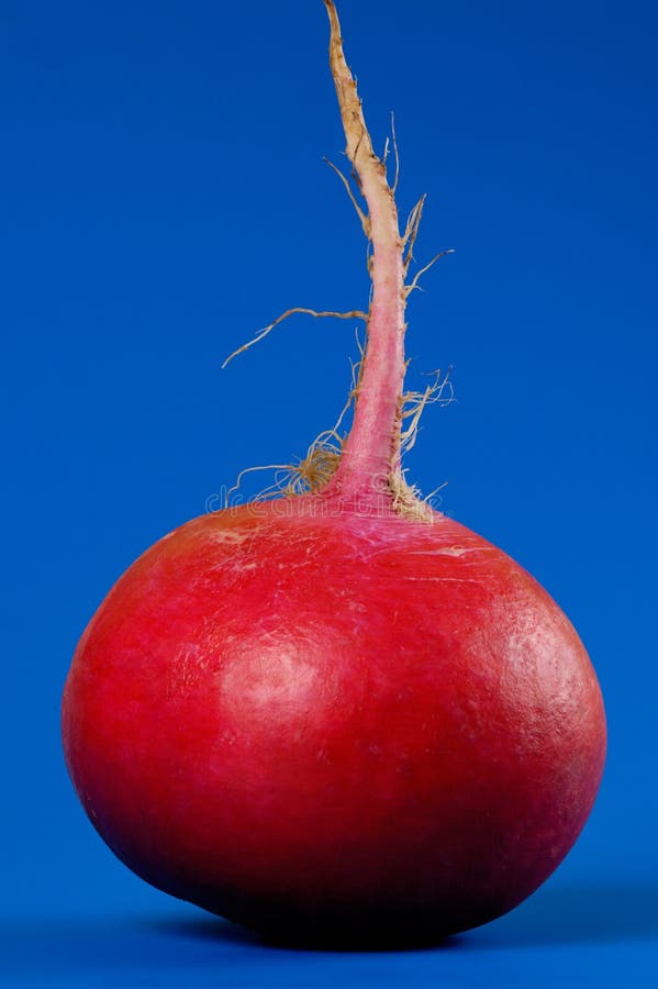 Big Crimson Giant radish close-up isolated on blue background.