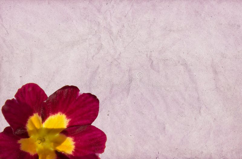 Crimson Primula royalty free stock photo