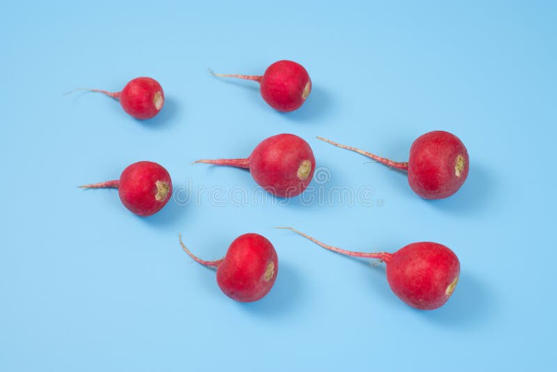 Crimson red radish  on blue background. New life conception. Healthy food conception