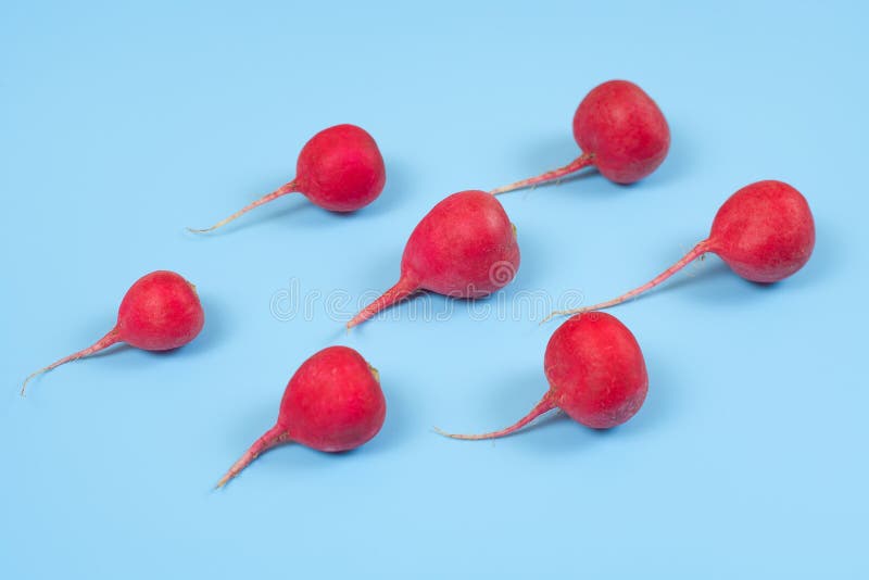 Crimson red radish  on blue background. New life conception. Healthy food conception