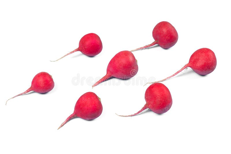 Crimson red radish isolated on white background. New life conception. Healthy food conception