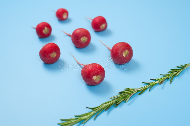 Crimson red radish and rosemary vegetable  on blue background. Spermatozoon swimming toward the egg. New life conception. Healthy food conception