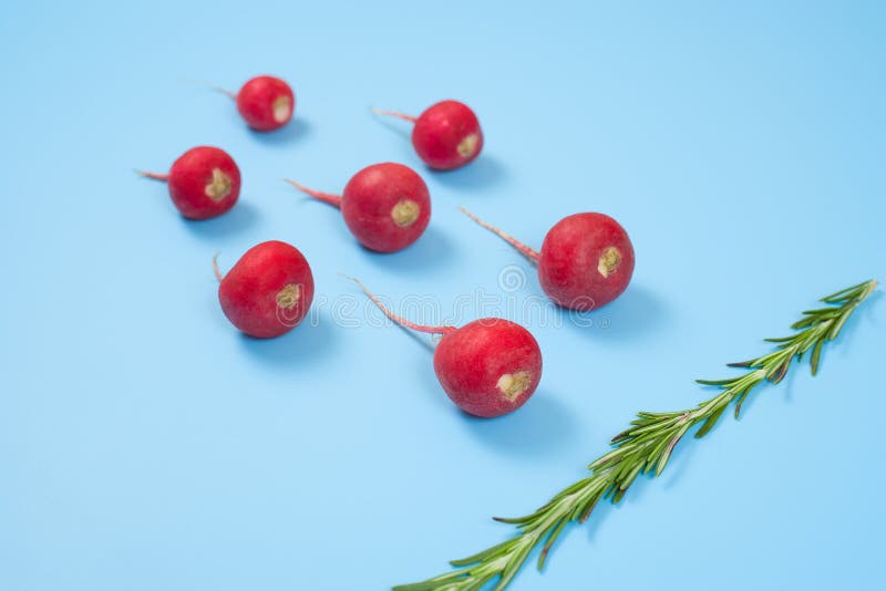 Crimson red radish and rosemary vegetable isolated on blue background. Spermatozoon swimming toward the egg. New life conception. Healthy food conception