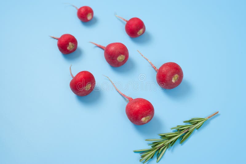 Crimson red radish and rosemary vegetable isolated on blue background. Spermatozoon swimming toward the egg. New life conception. Healthy food conception