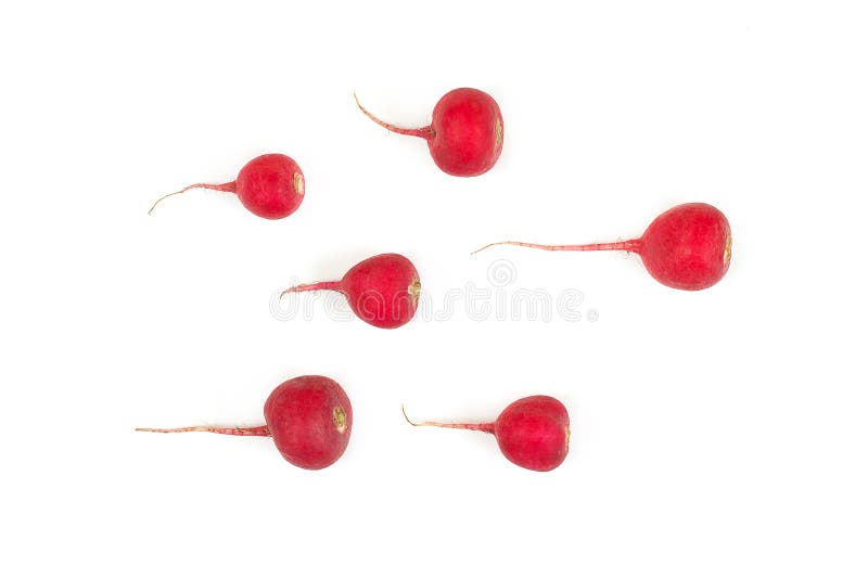 Crimson red radish and rosemary vegetable isolated on white background. New life conception. Healthy food conception