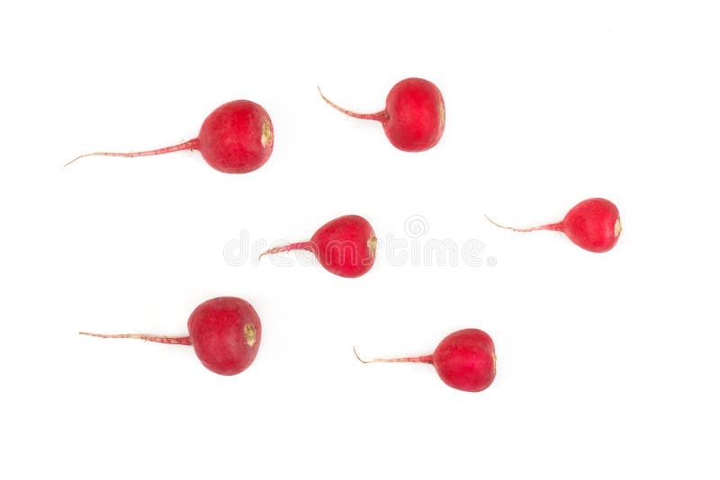 Crimson red radish and rosemary vegetable isolated on white background. New life conception. Healthy food conception