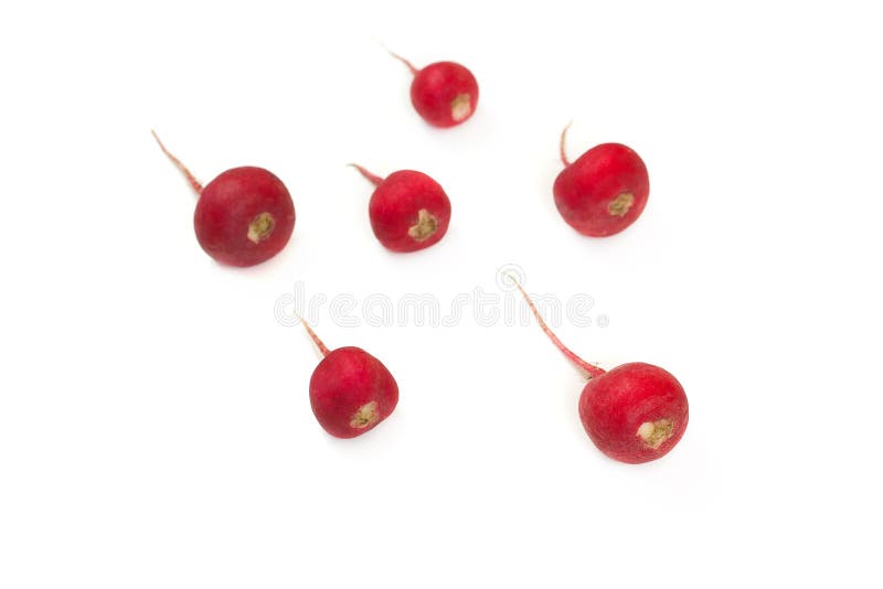 Crimson red radish and rosemary vegetable isolated on white background. New life conception. Healthy food conception