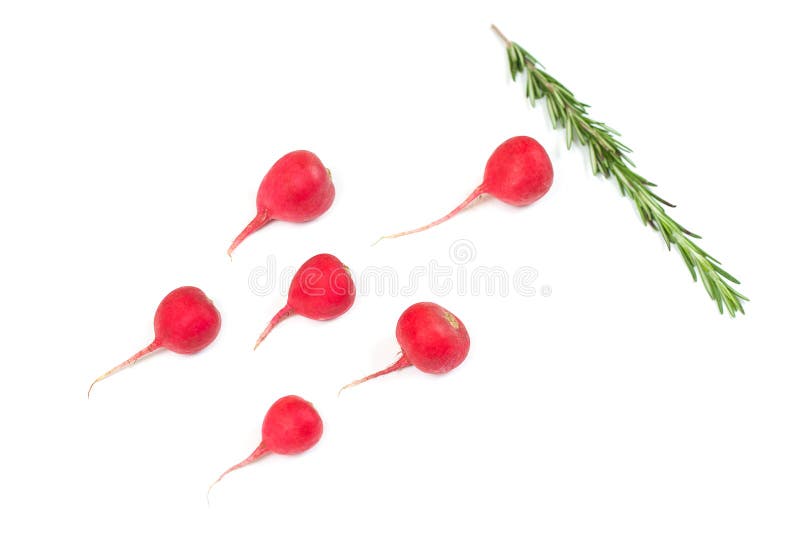 Crimson red radish and rosemary vegetable isolated on white background. Spermatozoon swimming toward the egg. New life conception. Healthy food conception