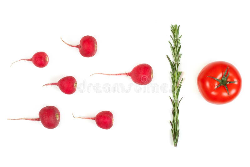 Crimson red radish and rosemary vegetable isolated on white background. Spermatozoon swimming toward the egg. New life conception. Healthy food conception