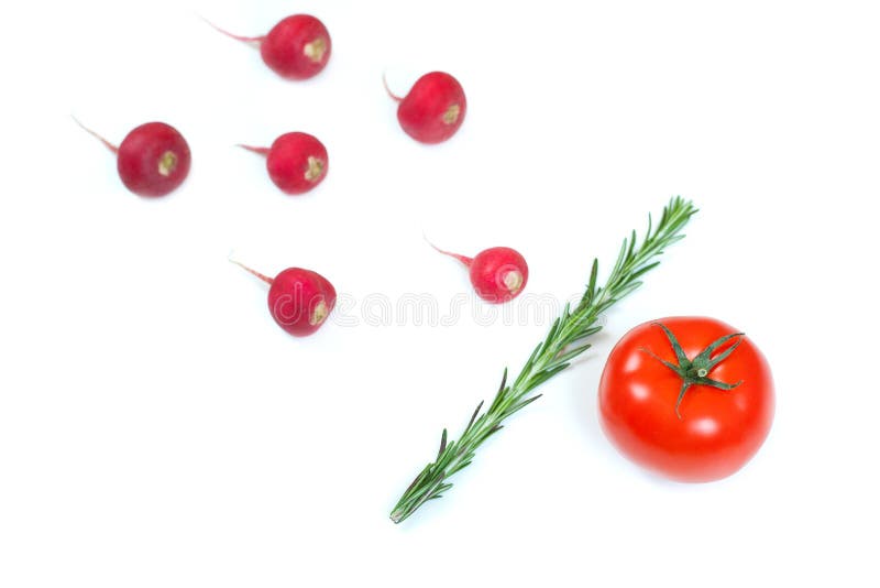 Crimson red radish and rosemary vegetable isolated on white background. Spermatozoon swimming toward the egg. New life conception. Healthy food conception