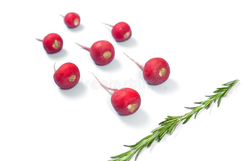 Crimson red radish and rosemary vegetable isolated on white background. Spermatozoon swimming toward the egg. New life conception. Healthy food conception