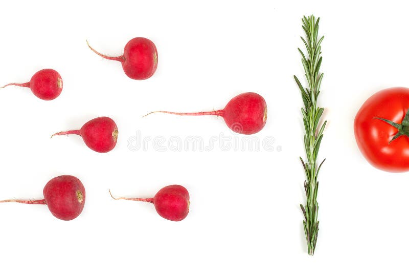 Crimson red radish and rosemary vegetable isolated on white background. Spermatozoon swimming toward the egg. New life conception. Healthy food conception