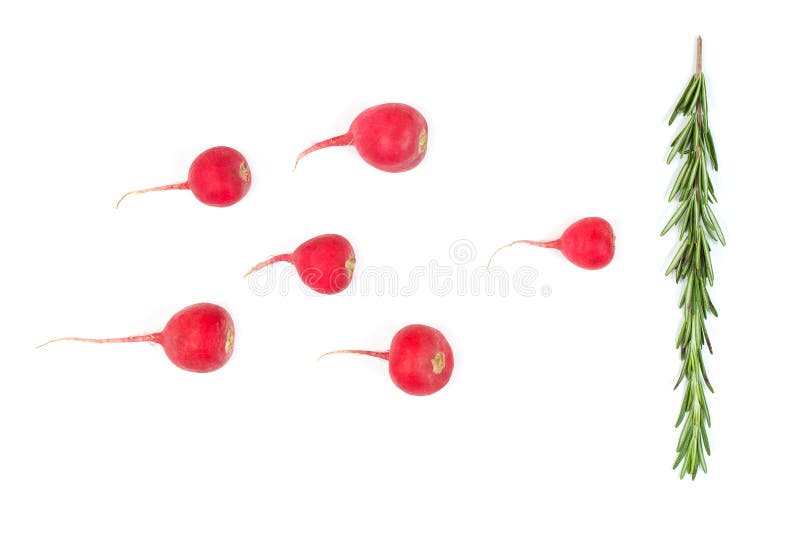 Crimson red radish and rosemary vegetable isolated on white background. Spermatozoon swimming toward the egg. New life conception. Healthy food conception