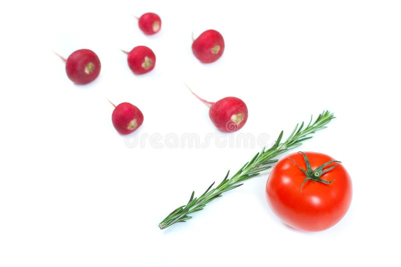 Crimson red radish and rosemary vegetable isolated on white background. Spermatozoon swimming toward the egg. New life conception. Healthy food conception