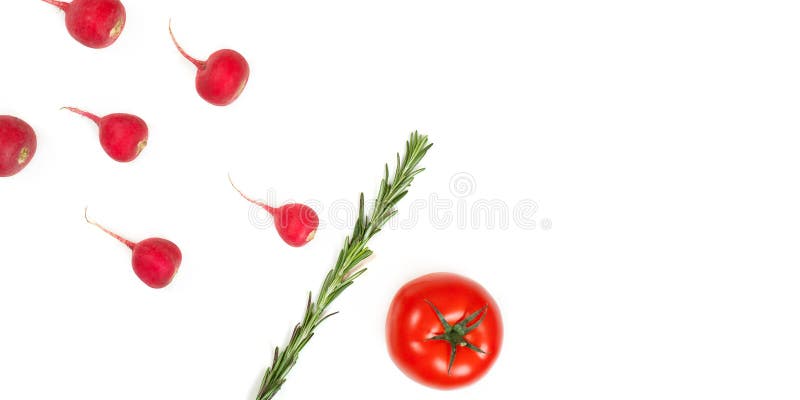 Crimson red radish and rosemary vegetable isolated on white background. Spermatozoon swimming toward the egg. New life conception. Healthy food conception