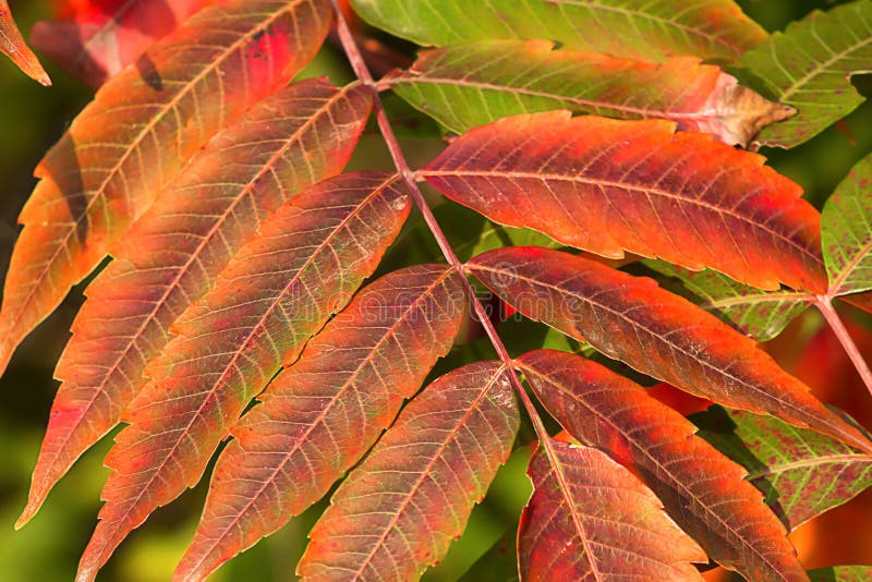 Crimson Red Sumac in Autumn Stock Image Image of outdoors, turning