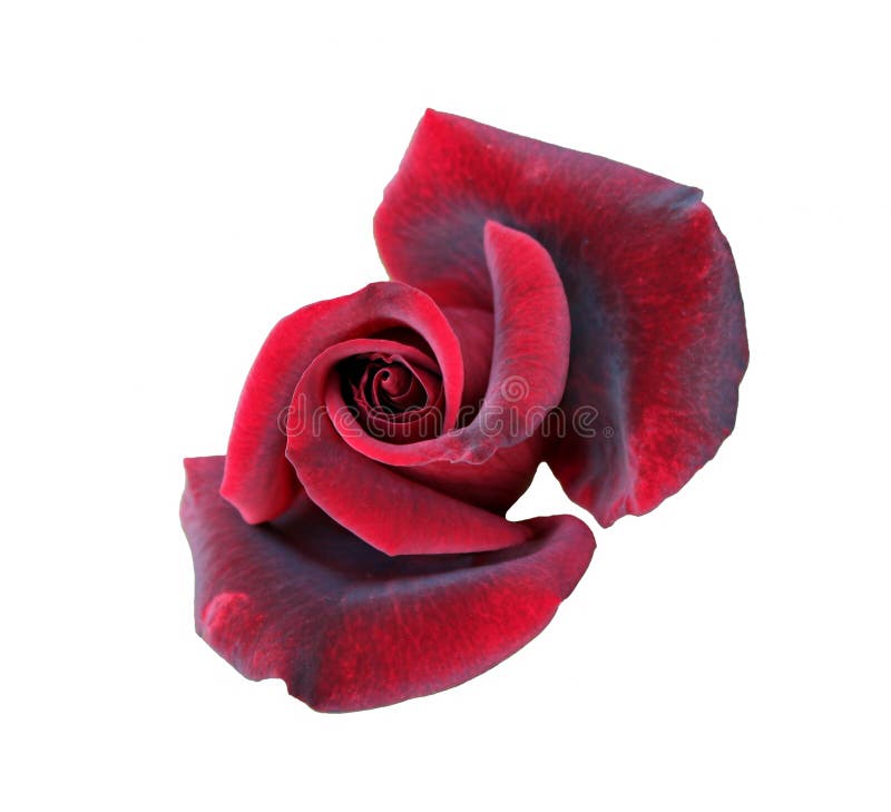 Crimson Rose flower stock image. Image of fragrance, thorns - 68500577