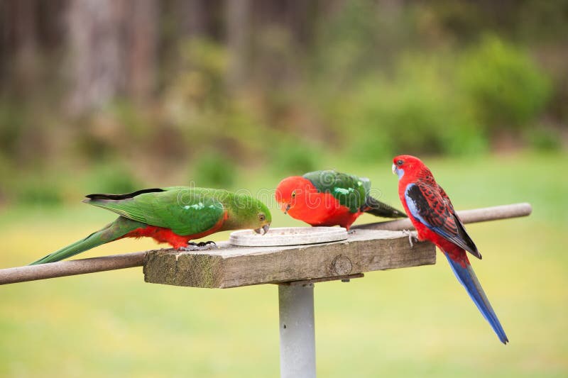 3 Crimson Rosella Feeding stock image. Image of parrot 40072715