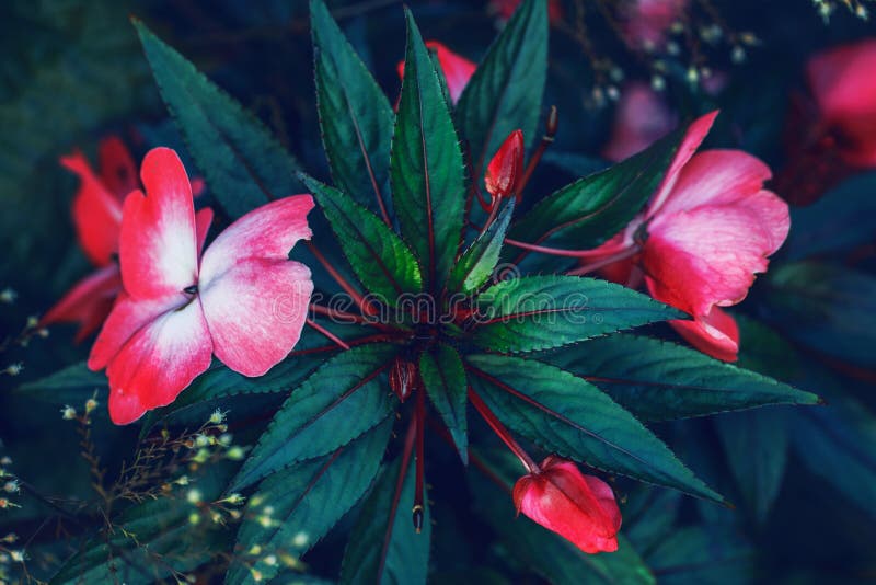 New Guinea Impatiens Images – Browse 111 Stock Photos, Vectors, and Video