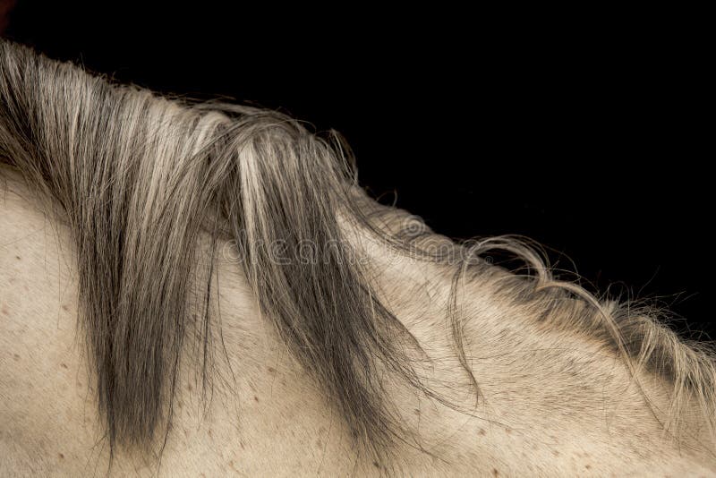 Treccia Di Crine Di Cavallo, Disossamento In Poliestere, Osso In Acciaio A Spirale - Foto 8