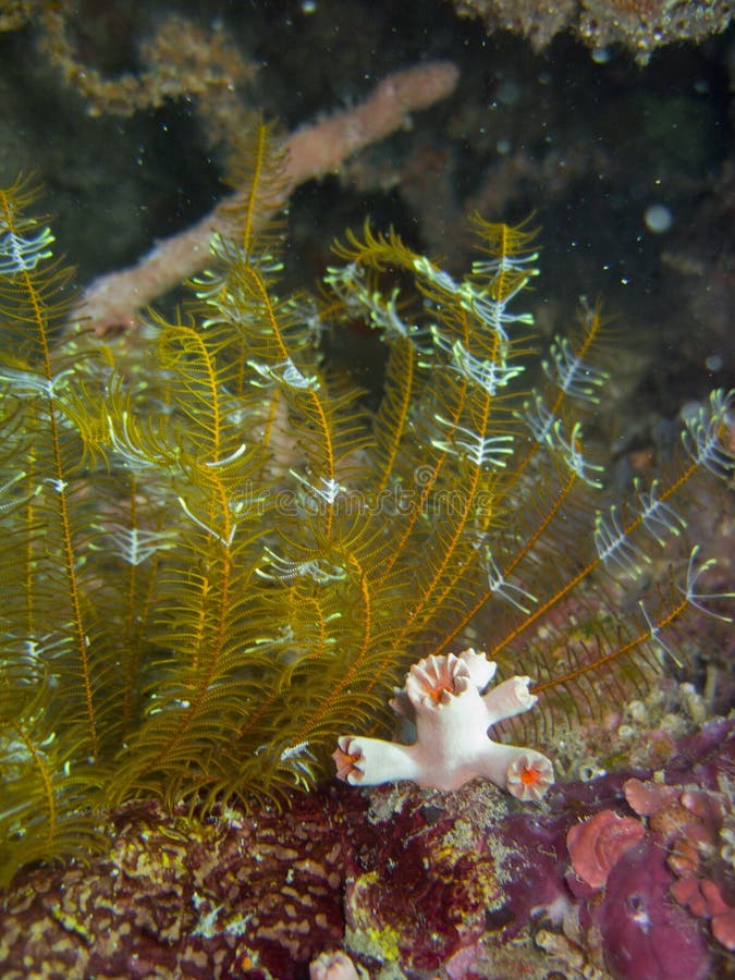 Crinoid6 stock photos Crinoid6 stock photos