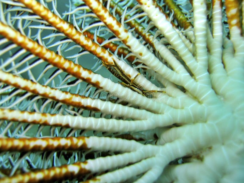 Crinoid Squat Lobster