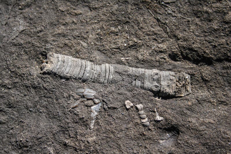 Crinoid steam fossils on mudstone rockplatform. Ulladulla, NSW, Australia. Crinoid steam fossils on mudstone rockplatform. Ulladulla, NSW, Australia.