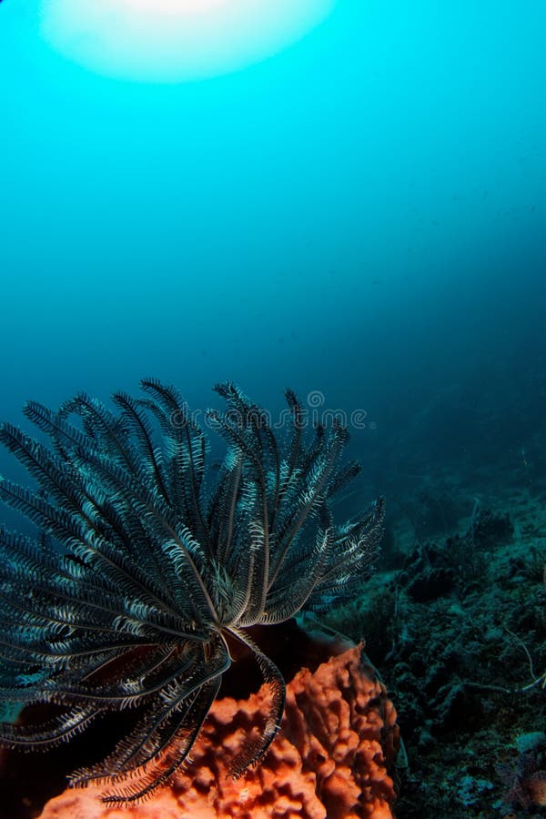 Crinoid (étoile de clavette) - atoll de Maratua photographie stock libre de droits Crinoid (étoile de clavette) - atoll de Maratua photographie stock libre de droits