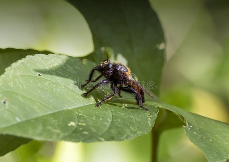 Criorhina Hoverfly stock photo