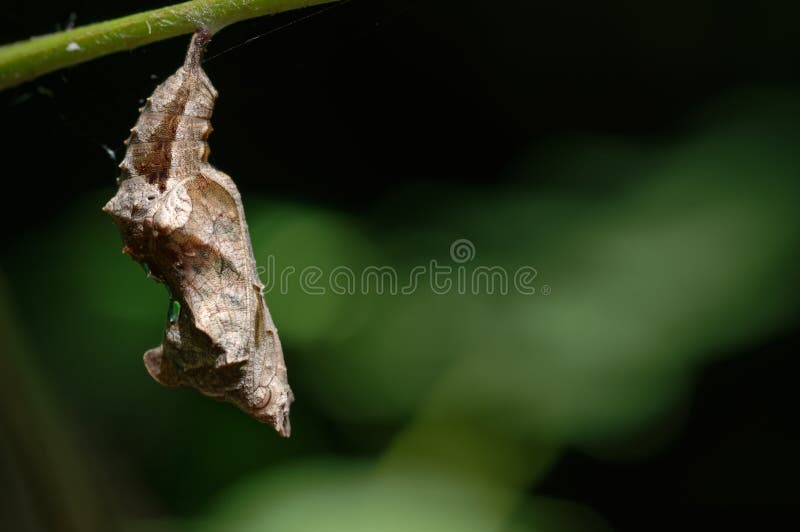 Crisalidi della farfalla di virgola, c-album di Polygonia fotografia stock libera da diritti Crisalidi della farfalla di virgola, c-album di Polygonia fotografia stock libera da diritti