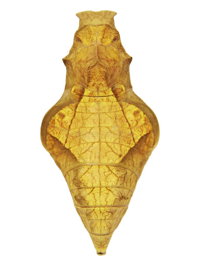 Crisalidi gialle di un birdwing dorato, o farfalla birdwing di Rhadamantus isolata su fondo bianco immagine stock libera da diritti Crisalidi gialle di un birdwing dorato, o farfalla birdwing di Rhadamantus isolata su fondo bianco immagine stock libera da diritti