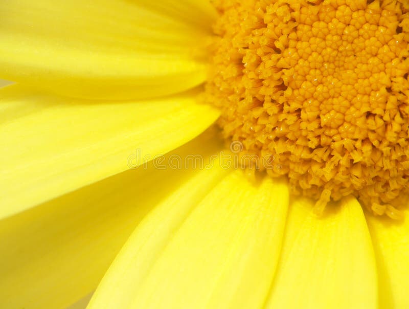 Crisantemo amarillo imagenes de archivo Crisantemo amarillo imagenes de archivo