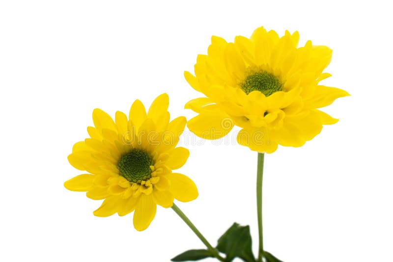 Crisantemo Amarillo Aislado Imagen de archivo