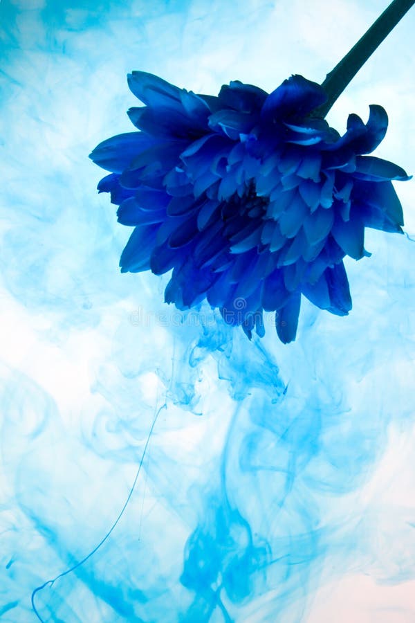 Crisantemo azul fotografía de archivo Crisantemo azul fotografía de archivo