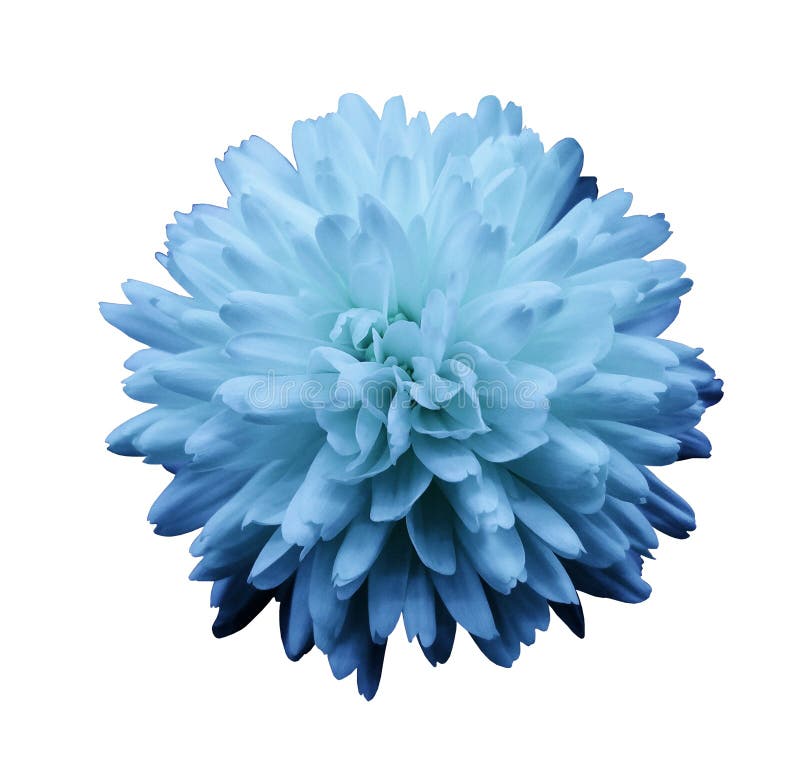 Blue flower chrysanthemum. garden flower. white isolated background with clipping path. no shadows. Nature. Closeup. Blue flower chrysanthemum. garden flower. white isolated background with clipping path. no shadows. Nature. Closeup.