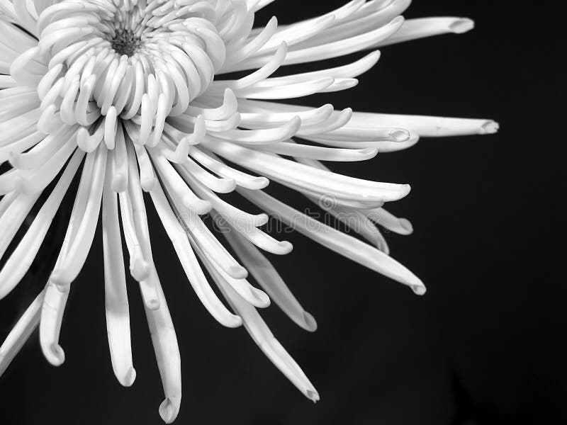 Crisantemo blanco