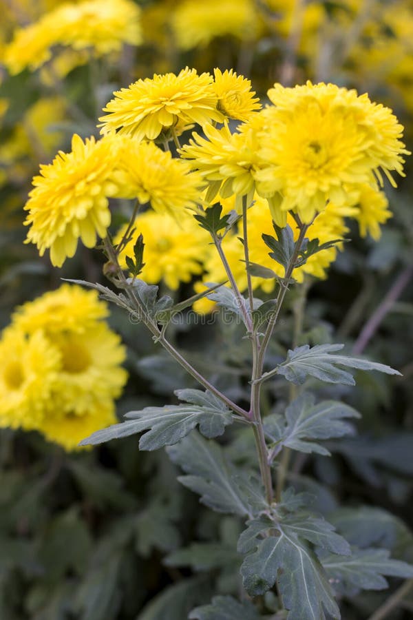 Crisantemo giallo bello di fioritura di autunno immagini stock libere da diritti Crisantemo giallo bello di fioritura di autunno immagini stock libere da diritti