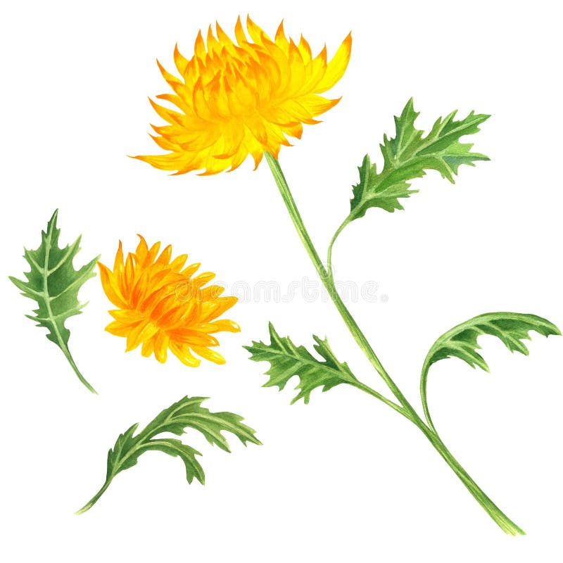 Crisantemo giallo chiaro fiori teste di fiore e foglie verdi. Fiorino. Immagini isolate. Filigrana a mano illustrazione di stock
