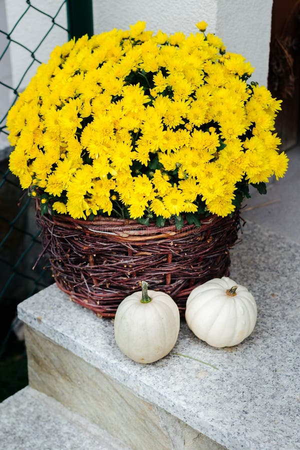 crisantemo giallo sbocciato in un cestino di vimini e zucche bianche per bambini sulle scale - una decorazione dell'entrata dell' fotografie stock libere da diritti crisantemo giallo sbocciato in un cestino di vimini e zucche bianche per bambini sulle scale - una decorazione dell'entrata dell' fotografie stock libere da diritti