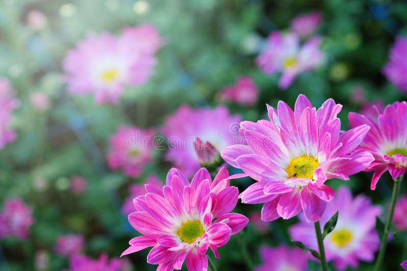 Crisantemo porpora nel fondo di agricoltura del giardino floreale con il fuoco molle fotografia stock Crisantemo porpora nel fondo di agricoltura del giardino floreale con il fuoco molle fotografia stock