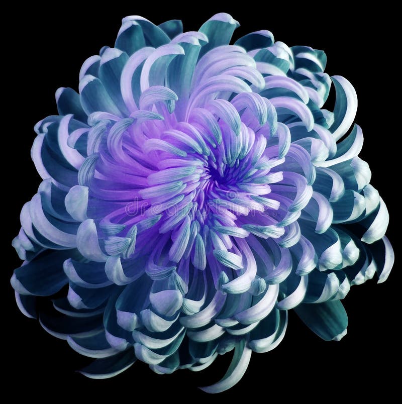 Turquoise-violet flower chrysanthemum. Motley garden flower. black isolated background with clipping path no shadows. Closeup. Nature. Turquoise-violet flower chrysanthemum. Motley garden flower. black isolated background with clipping path no shadows. Closeup. Nature.