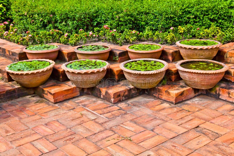 Crisoles para la planta acuática fotografía de archivo libre de regalías Crisoles para la planta acuática fotografía de archivo libre de regalías