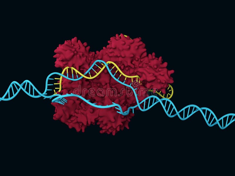 CRISPR-Cas9 ilustración del vector CRISPR-Cas9 ilustración del vector
